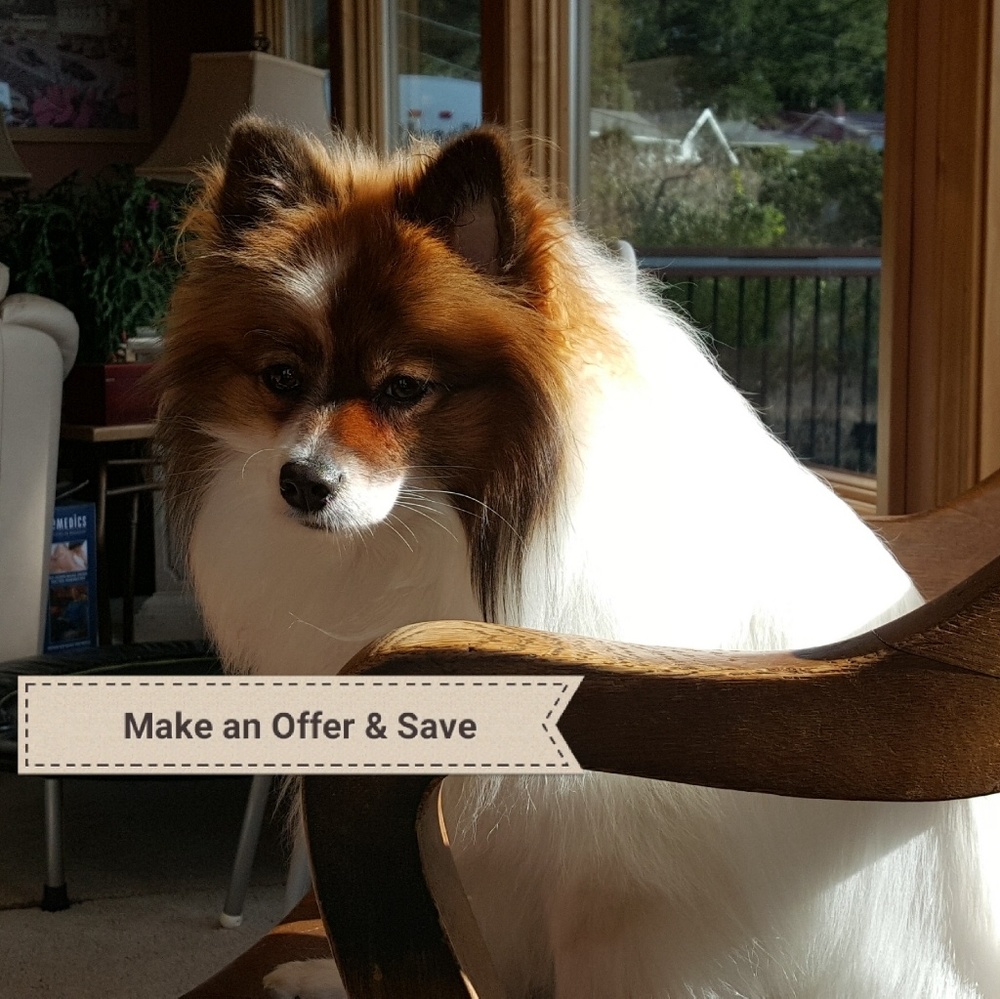 Woof!!! What are you waiting for?!!! - Picture 1 of 1